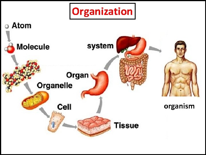 Organization organism 