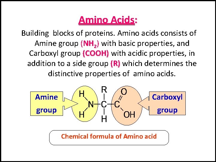 Amino Acids: Building blocks of proteins. Amino acids consists of Amine group (NH 2)