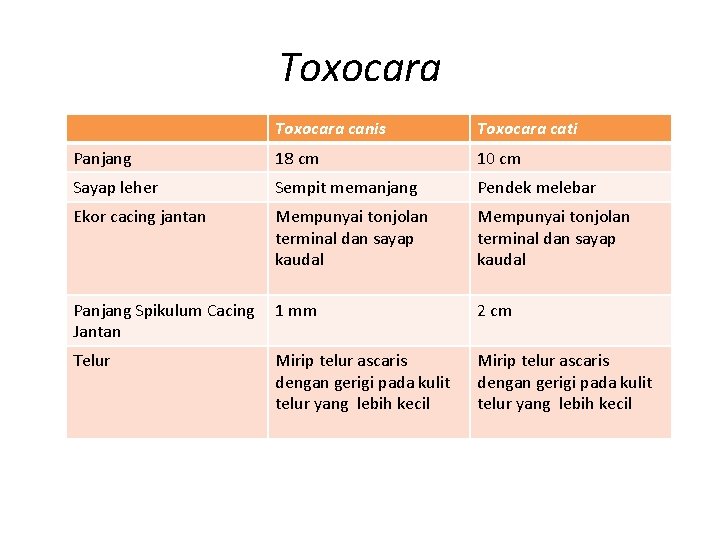 Toxocara canis Toxocara cati Panjang 18 cm 10 cm Sayap leher Sempit memanjang Pendek