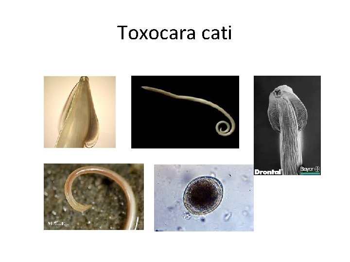 Toxocara cati 