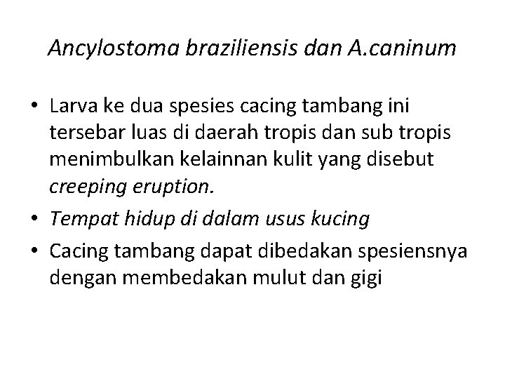 Ancylostoma braziliensis dan A. caninum • Larva ke dua spesies cacing tambang ini tersebar
