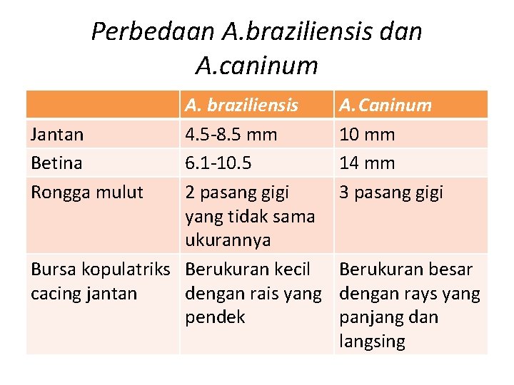 Perbedaan A. braziliensis dan A. caninum A. braziliensis Jantan 4. 5 -8. 5 mm