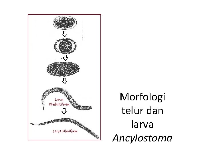 Morfologi telur dan larva Ancylostoma 