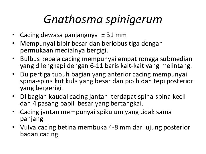 Gnathosma spinigerum • Cacing dewasa panjangnya ± 31 mm • Mempunyai bibir besar dan