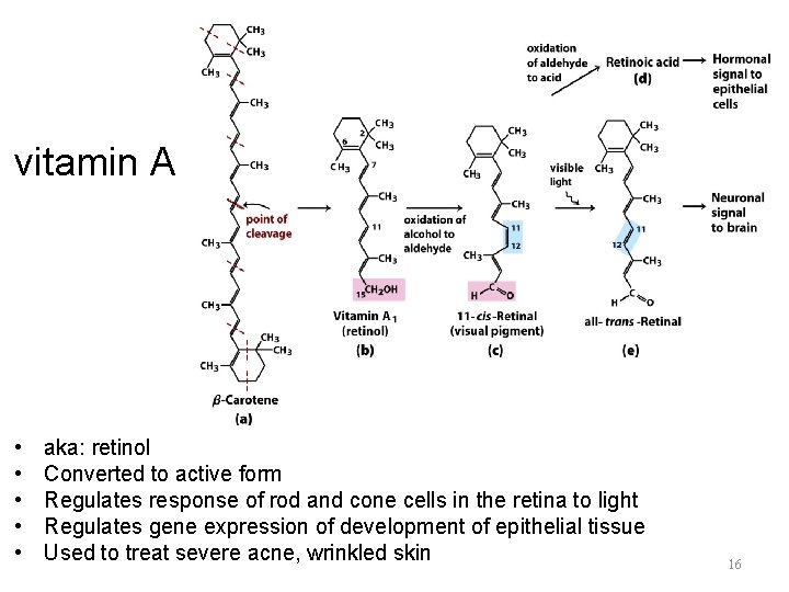 vitamin A • • • aka: retinol Converted to active form Regulates response of