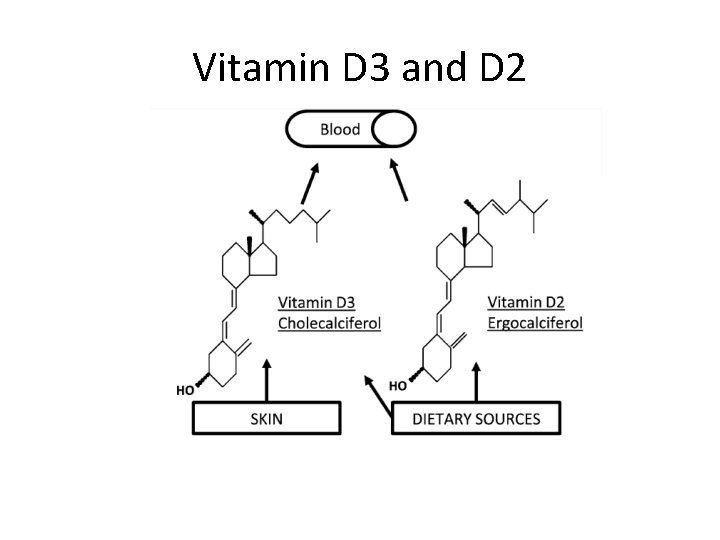 Vitamin D 3 and D 2 