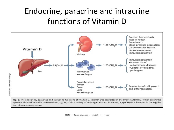 Endocrine, paracrine and intracrine functions of Vitamin D 