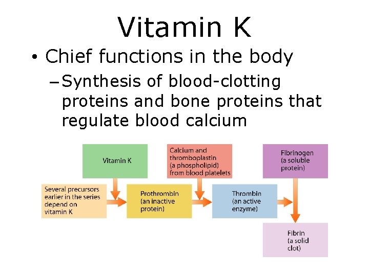 Vitamin K • Chief functions in the body – Synthesis of blood-clotting proteins and