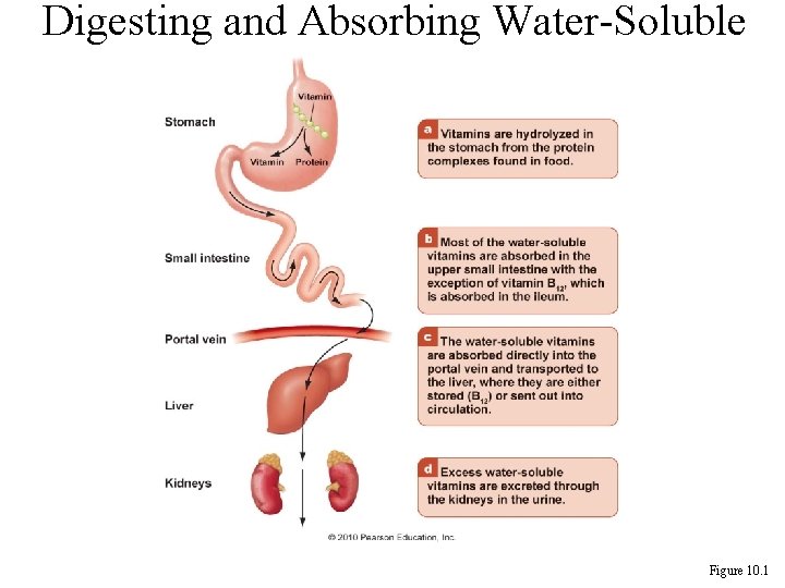 Digesting and Absorbing Water-Soluble Vitamins Figure 10. 1 