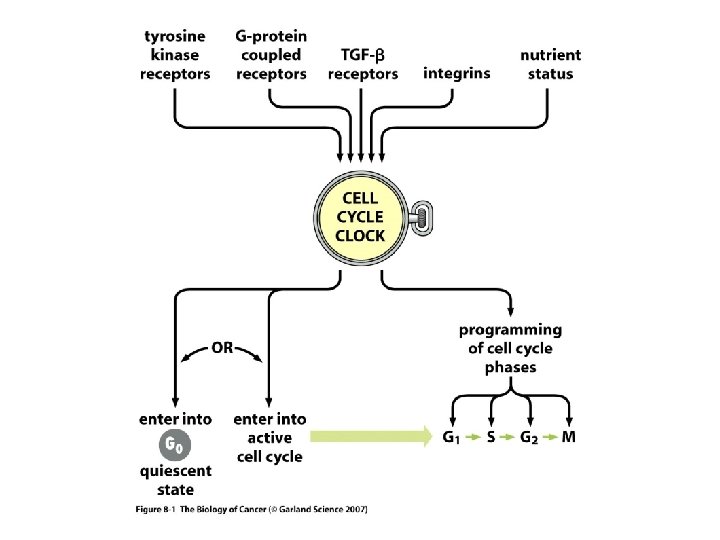 Growth and the Cell Cycle in Cancer Michael