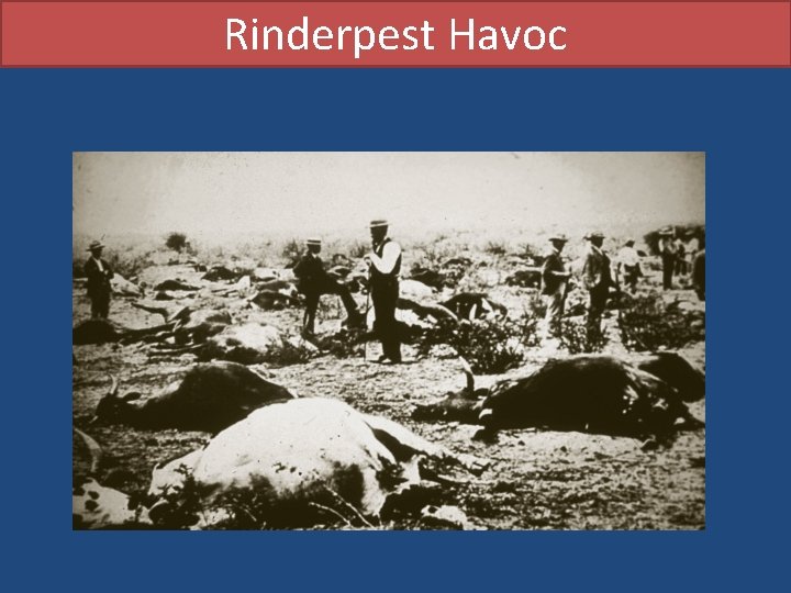 Rinderpest Havoc 