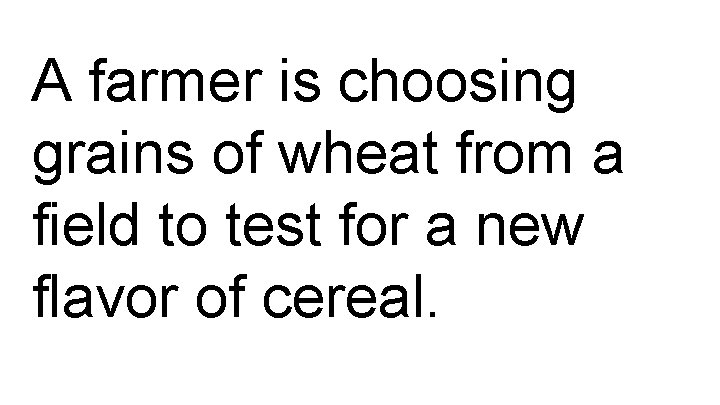 A farmer is choosing grains of wheat from a field to test for a