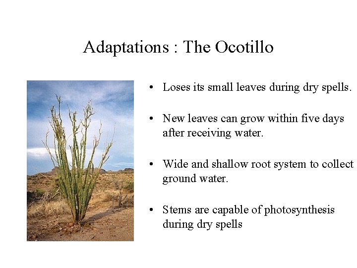 Adaptations : The Ocotillo • Loses its small leaves during dry spells. • New