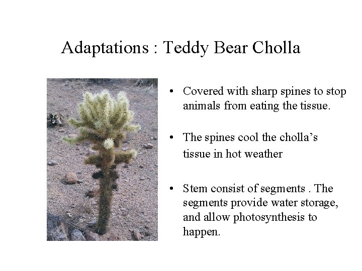 Adaptations : Teddy Bear Cholla • Covered with sharp spines to stop animals from