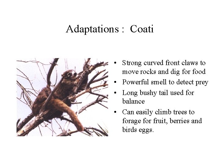 Adaptations : Coati • Strong curved front claws to move rocks and dig for
