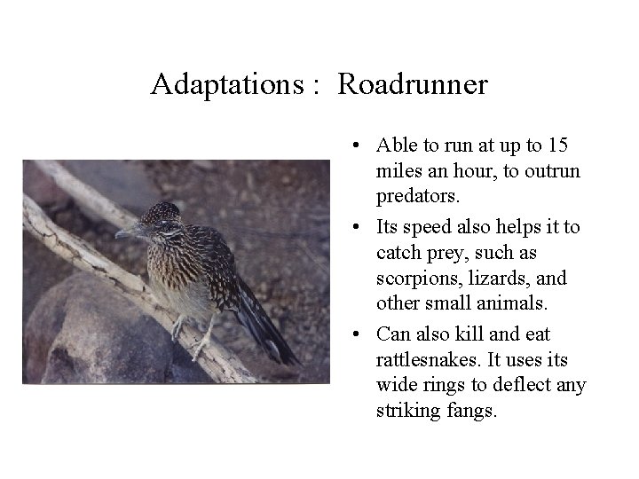 Adaptations : Roadrunner • Able to run at up to 15 miles an hour,