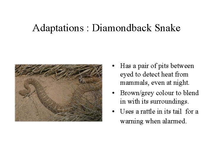 Adaptations : Diamondback Snake • Has a pair of pits between eyed to detect