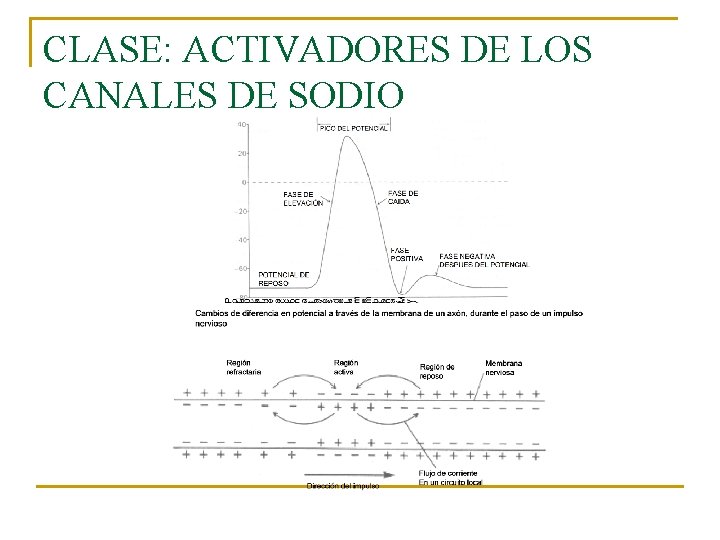 CLASE: ACTIVADORES DE LOS CANALES DE SODIO CLASE: ACTIVADORES DE LOS CANALES DE SODIO