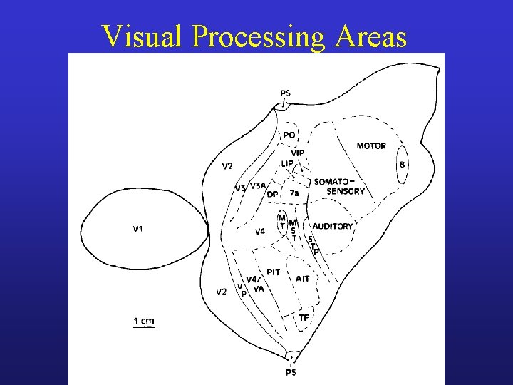 Visual Processing Areas 