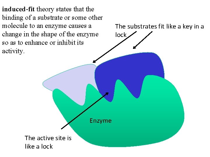 induced-fit theory states that the binding of a substrate or some other molecule to