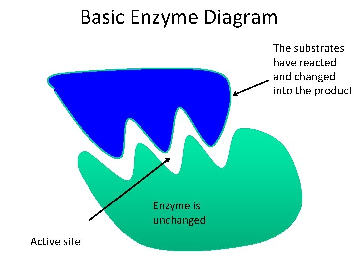 Basic Enzyme Diagram The substrates have reacted and changed into the product Enzyme is