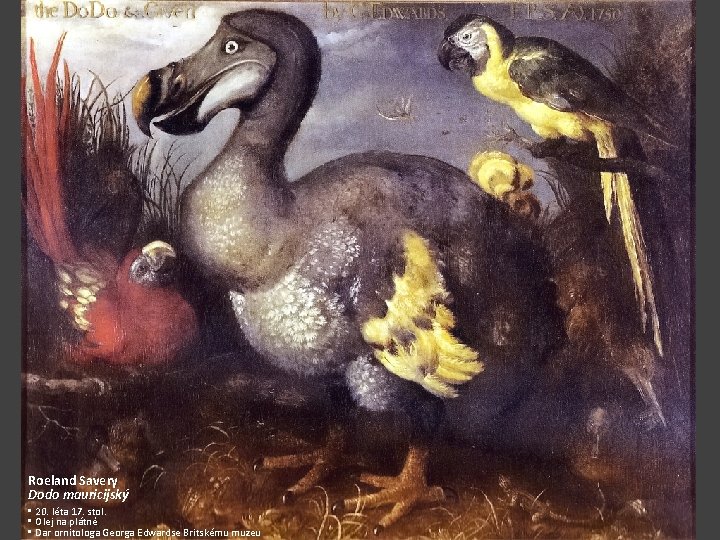 Roeland Savery Dodo mauricijský • 20. léta 17. stol. • Olej na plátně •