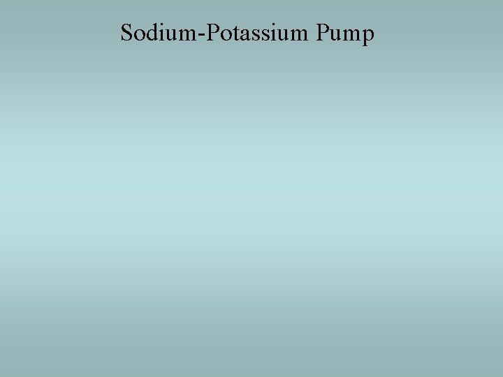 Sodium-Potassium Pump 