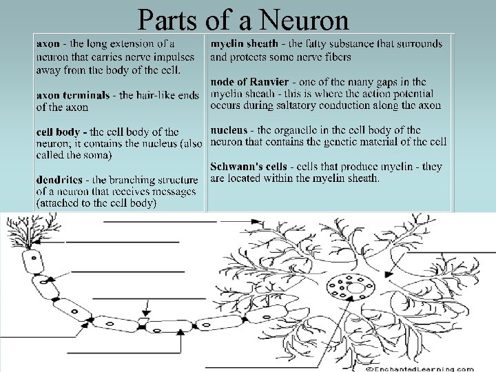 Parts of a Neuron 