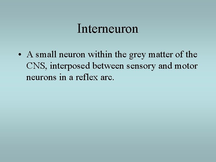 Interneuron • A small neuron within the grey matter of the CNS, interposed between