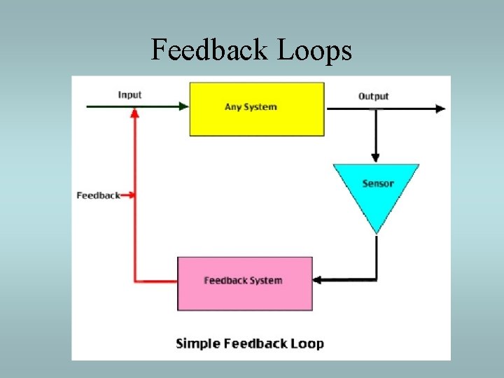 Feedback Loops 