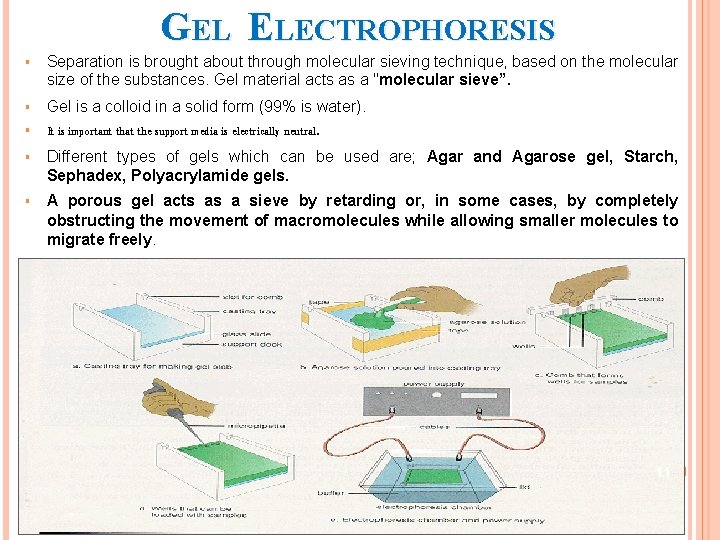 GEL ELECTROPHORESIS § Separation is brought about through molecular sieving technique, based on the