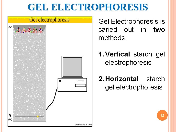 GEL ELECTROPHORESIS Gel Electrophoresis is caried out in two methods: 1. Vertical starch gel