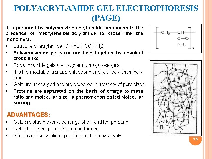 POLYACRYLAMIDE GEL ELECTROPHORESIS (PAGE) It is prepared by polymerizing acryl amide monomers in the
