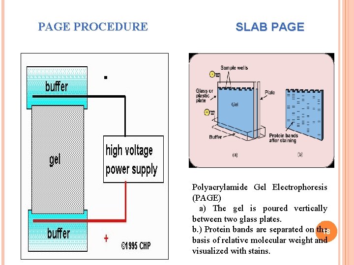 PAGE PROCEDURE SLAB PAGE Polyacrylamide Gel Electrophoresis (PAGE) a) The gel is poured vertically