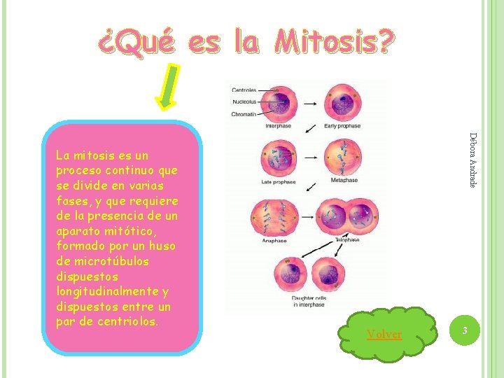 ¿Qué es la Mitosis? Débora Andrade La mitosis es un proceso continuo que se