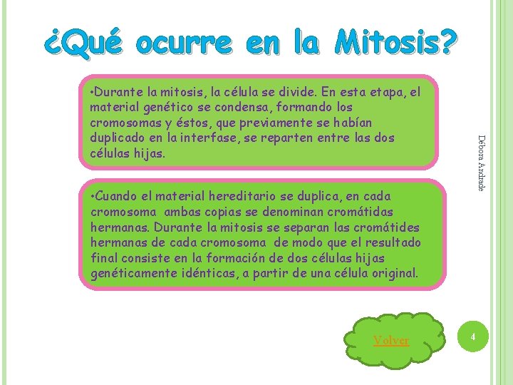 ¿Qué ocurre en la Mitosis? Débora Andrade • Durante la mitosis, la célula se