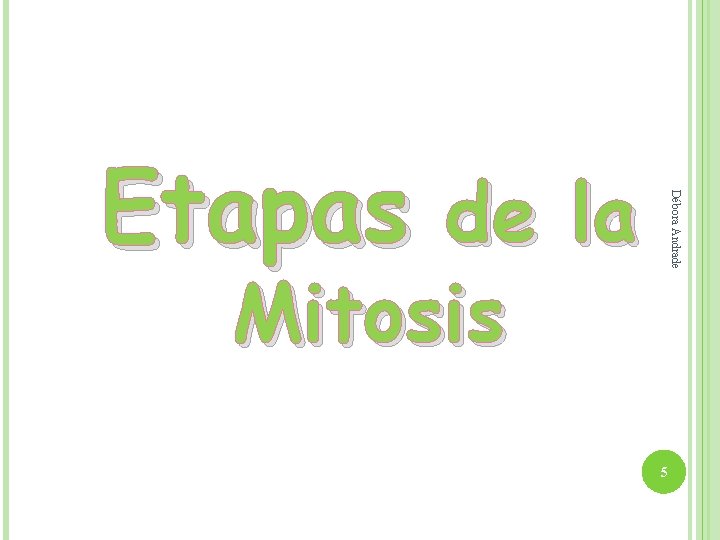 Débora Andrade Etapas de la Mitosis 5 