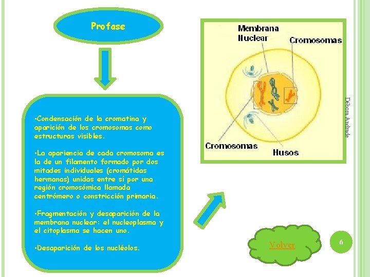 Profase Débora Andrade • Condensación de la cromatina y aparición de los cromosomas como