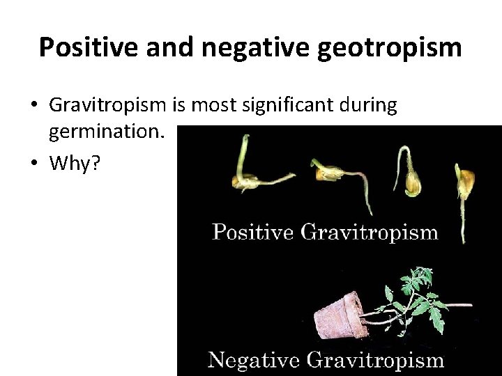 Positive and negative geotropism • Gravitropism is most significant during germination. • Why? 