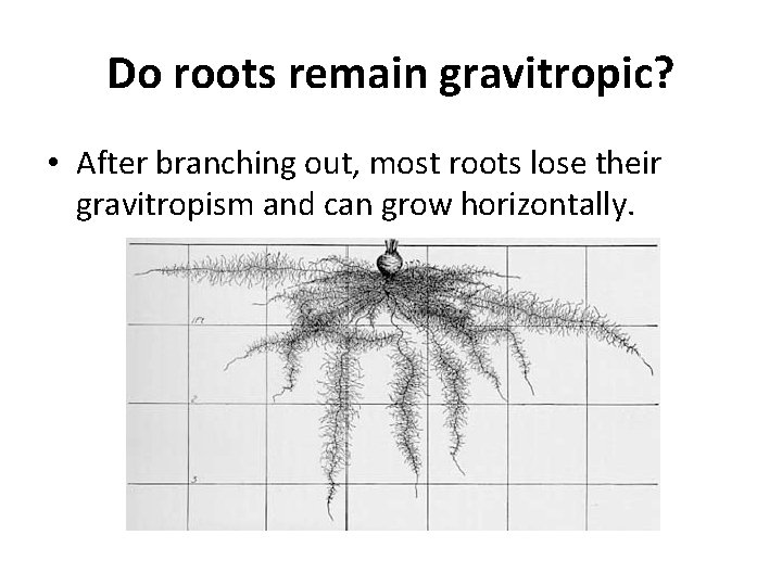 Do roots remain gravitropic? • After branching out, most roots lose their gravitropism and