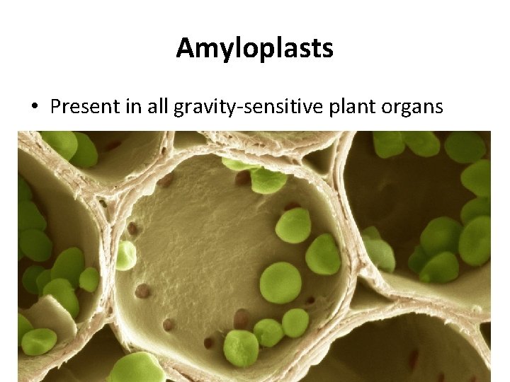 Amyloplasts • Present in all gravity-sensitive plant organs 