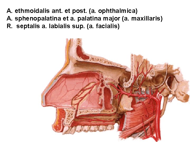 A. ethmoidalis ant. et post. (a. ophthalmica) A. sphenopalatina et a. palatina major (a.