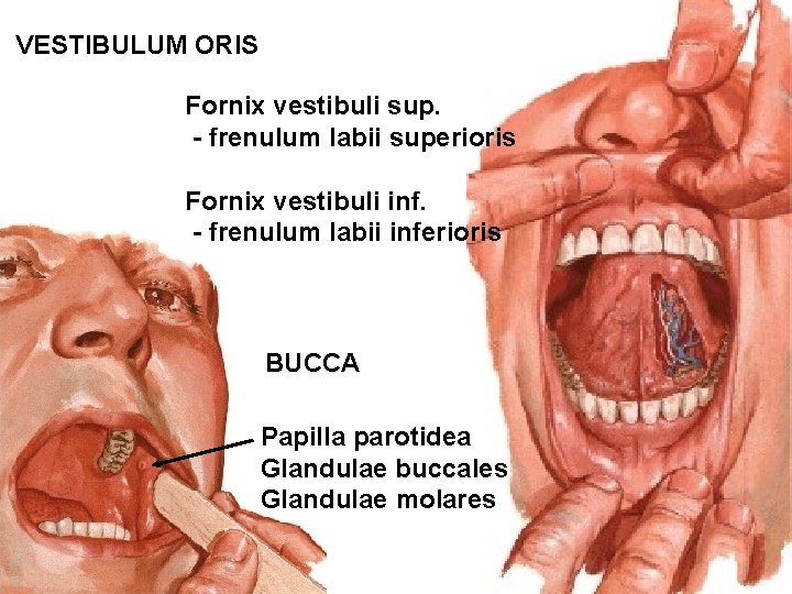 VESTIBULUM ORIS Fornix vestibuli sup. - frenulum labii superioris Fornix vestibuli inf. - frenulum
