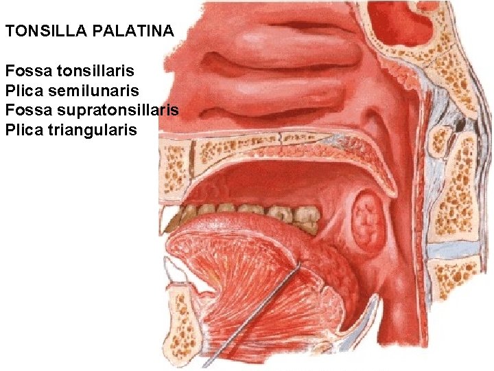 TONSILLA PALATINA Fossa tonsillaris Plica semilunaris Fossa supratonsillaris Plica triangularis 
