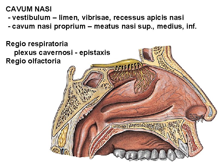 CAVUM NASI - vestibulum – limen, vibrisae, recessus apicis nasi - cavum nasi proprium