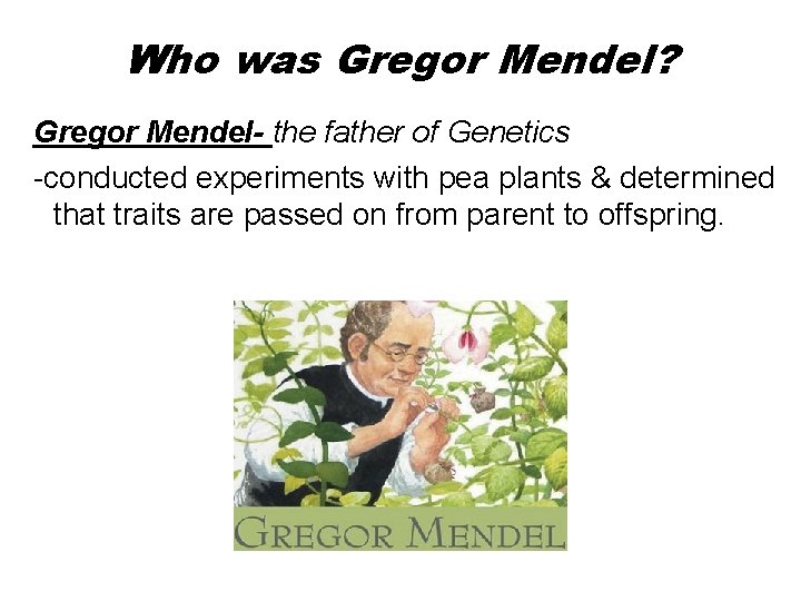 Who was Gregor Mendel? Gregor Mendel- the father of Genetics -conducted experiments with pea