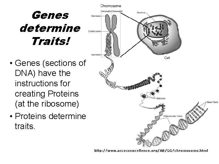 Genes determine Traits! • Genes (sections of DNA) have the instructions for creating Proteins