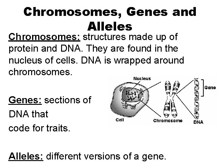 Chromosomes, Genes and Alleles Chromosomes: structures made up of protein and DNA. They are