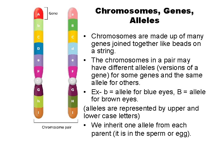 Chromosomes, Genes, Alleles • Chromosomes are made up of many genes joined together like