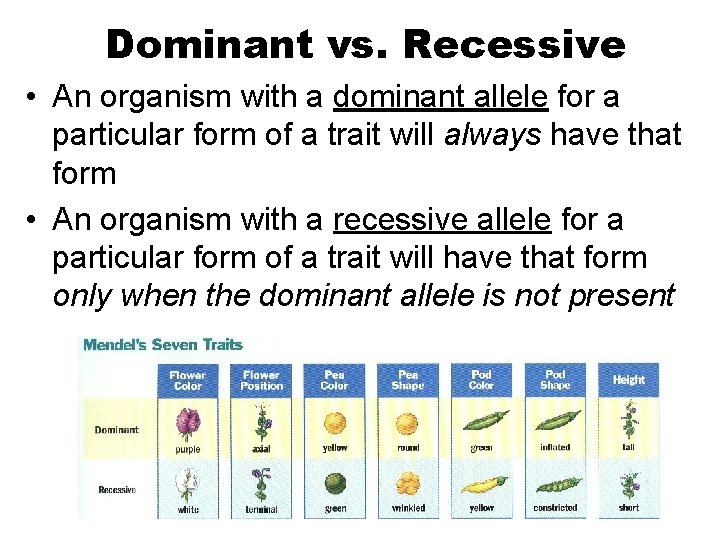 Dominant vs. Recessive • An organism with a dominant allele for a particular form